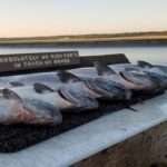 Alaska King Salmon