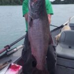 Alaska King Salmon